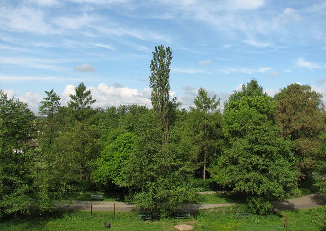 Moja topola
